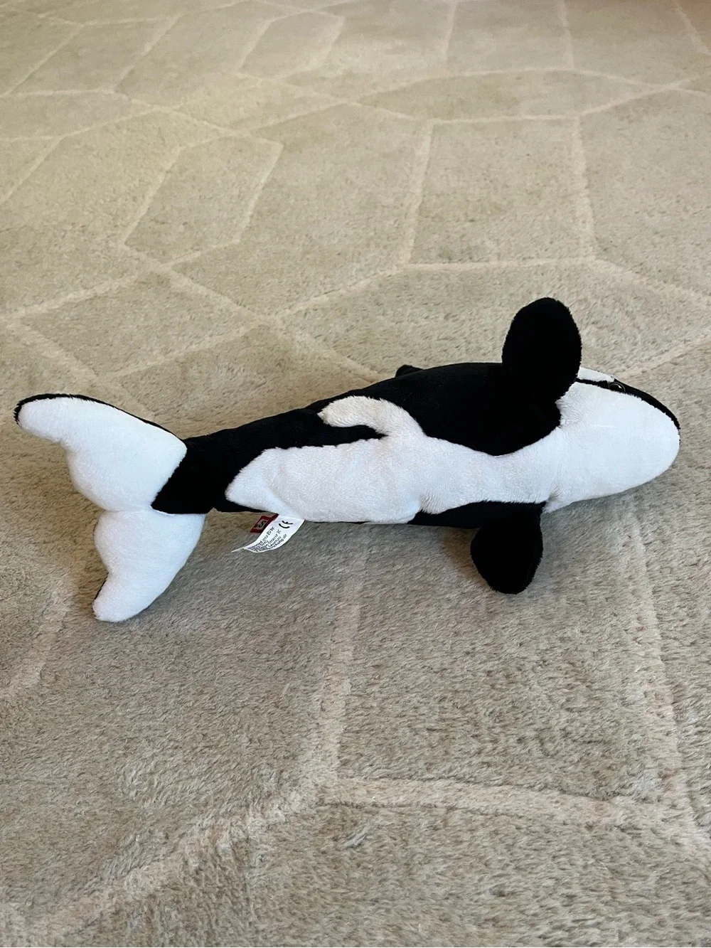 Douglas Spout Orca Whale